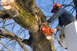 Tree Trimming and Pruning