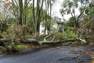 Emergency Tree Removal Service