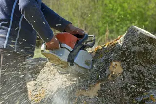 Tree Removal and Stump Grinding