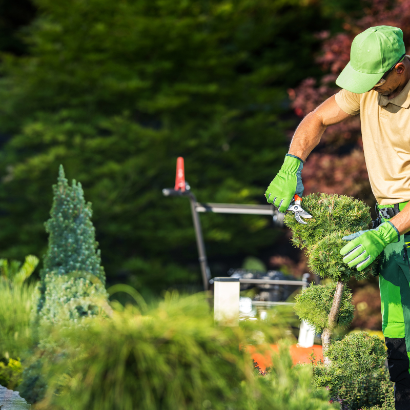 When to Trim Maple Trees