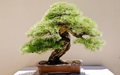 Bonsai Tree Pruning: Master the Art of Miniature Shaping!