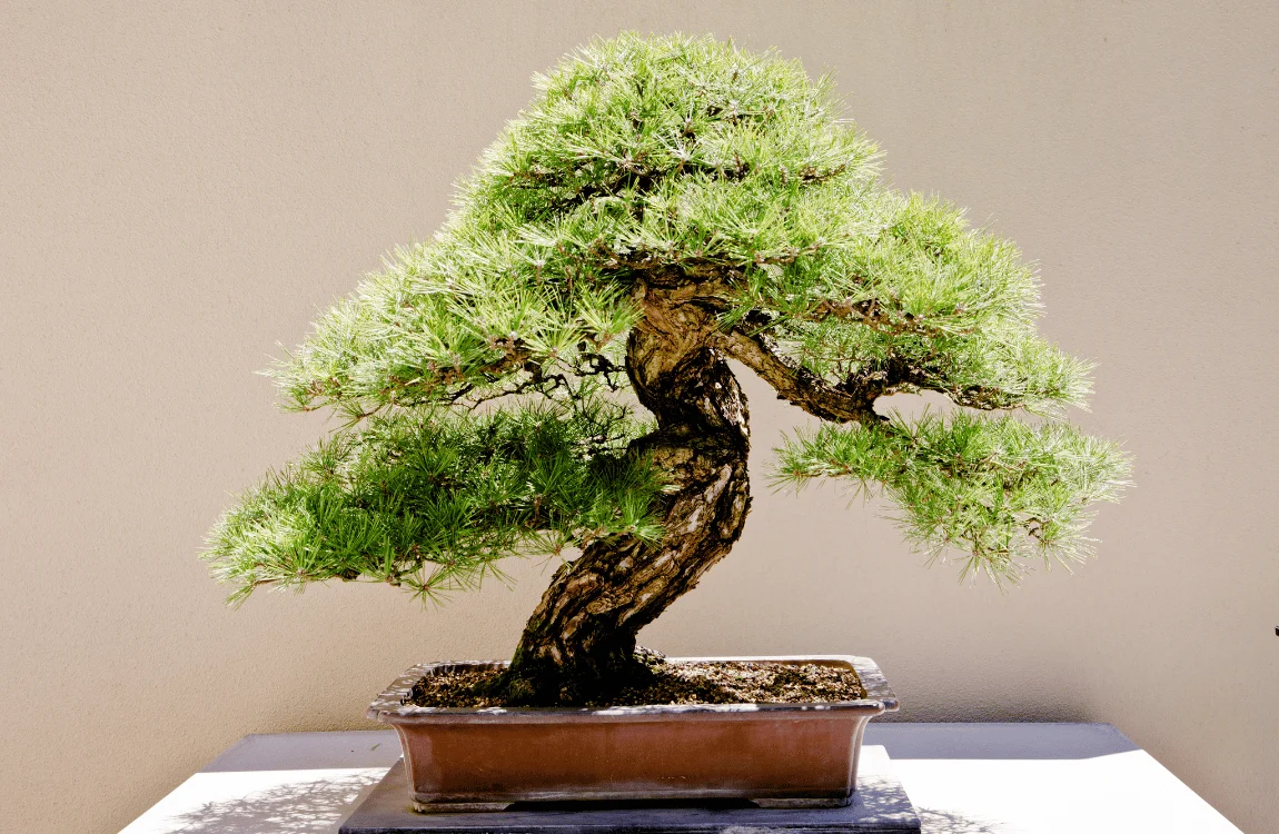 Bonsai Tree Pruning