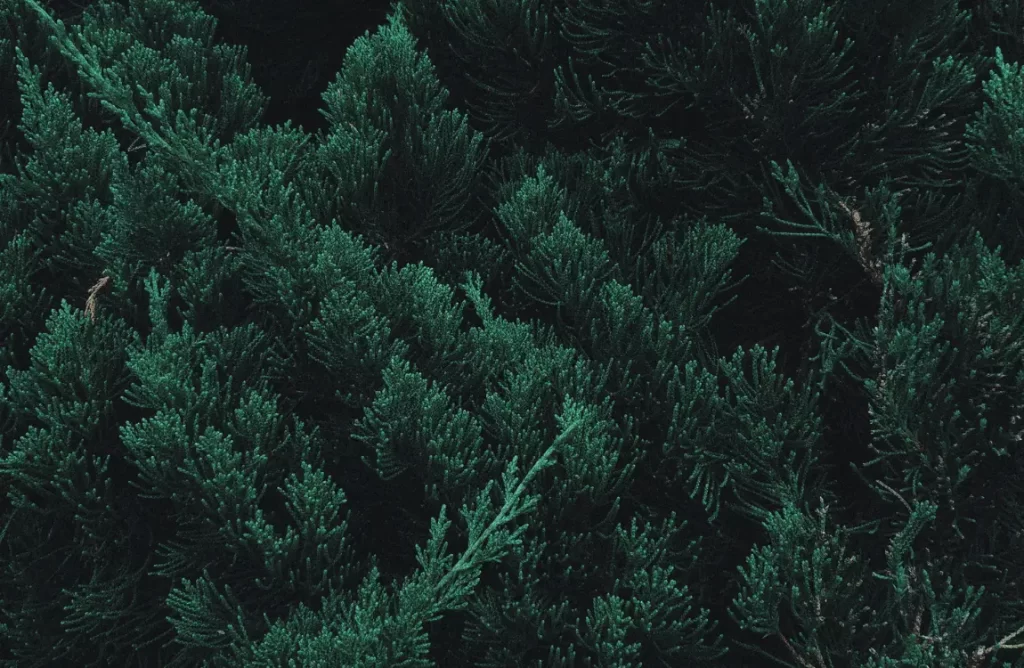 Bonsai Tree pruning