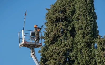 How Do You Trim a Tall Tree: Safe & Efficient Techniques