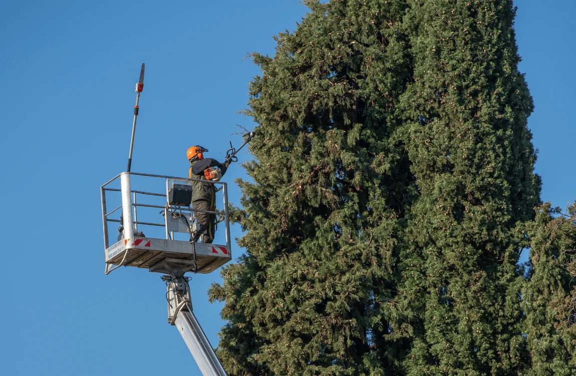 How Do You Trim a Tall Tree