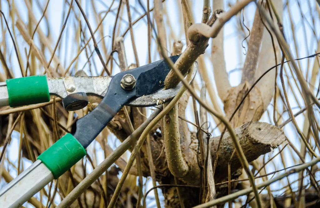 How Often to Trim Trees