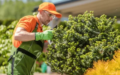 How Often to Trim Trees: Your Ultimate Guide