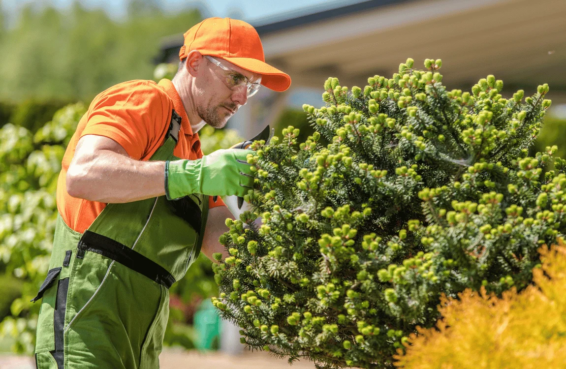 How Often to Trim Trees