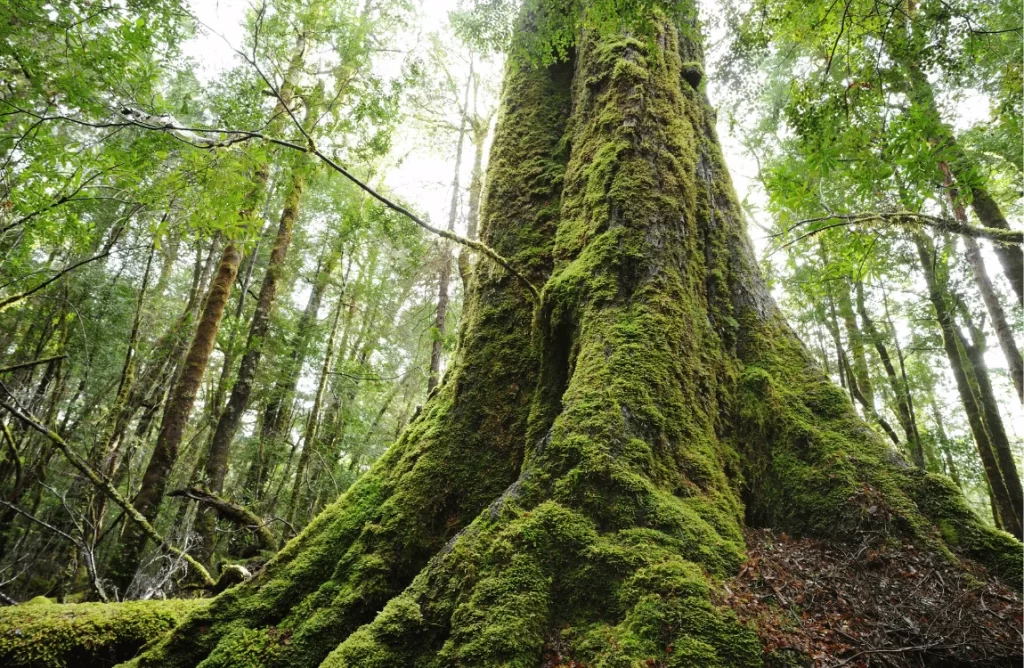 How to Remove Moss from Trees