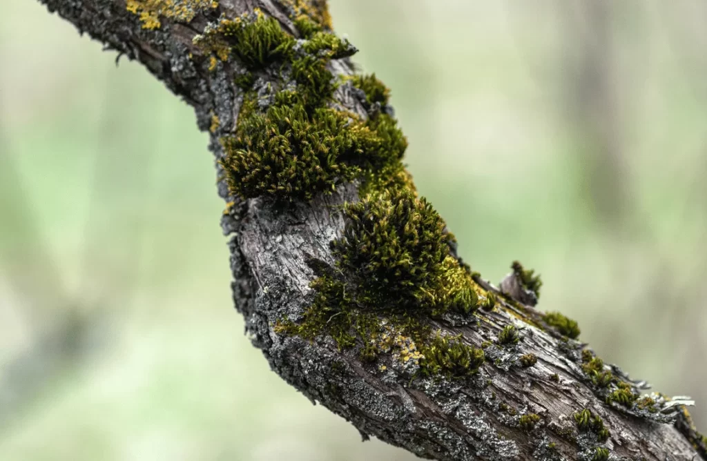 How to Remove Moss from Trees