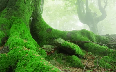 How to Remove Moss from Trees: A Simple Guide