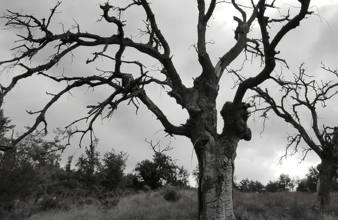 How to Remove a Dead Tree