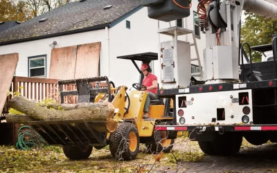 How to Remove a Palm Tree Safely & Effectively