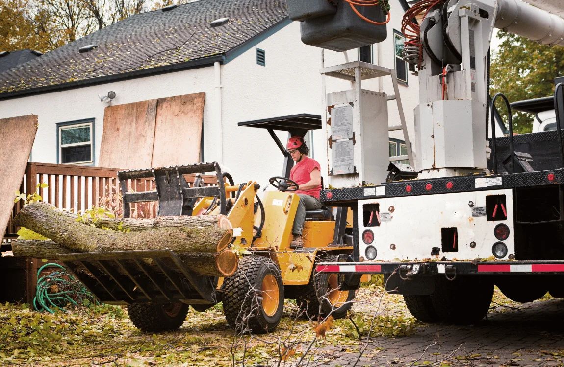 How to Remove a Palm Tree