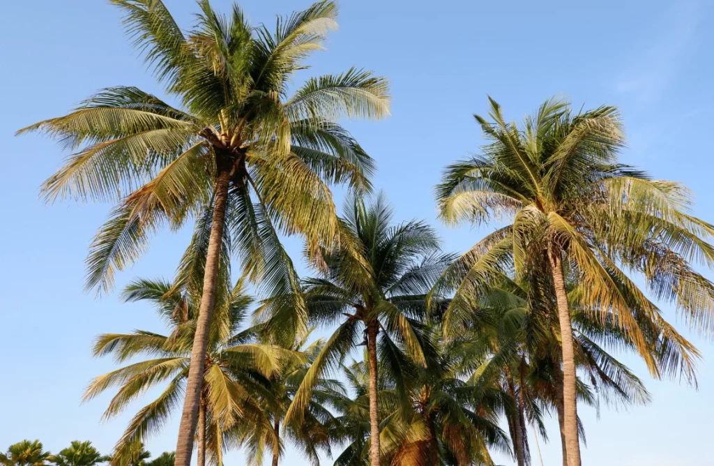 How to Remove a Palm Tree