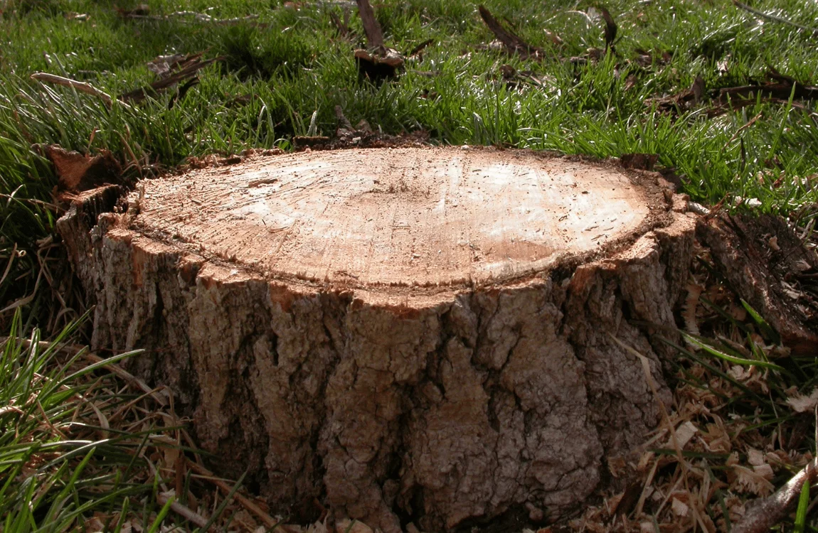 How to Remove a Palm Tree Stump