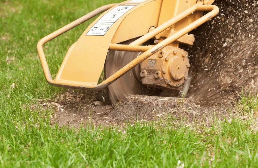 How to Remove a Small Tree