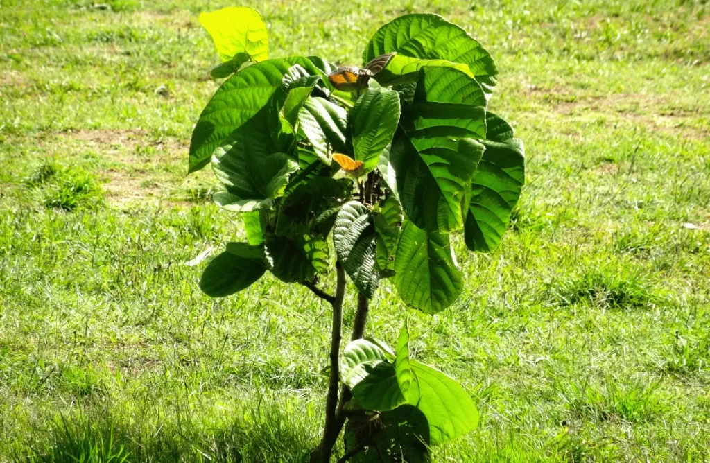 How to Remove a Small Tree