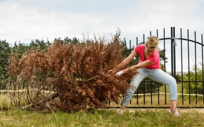 How to Remove a Small Tree: A Safe & Swift Guide