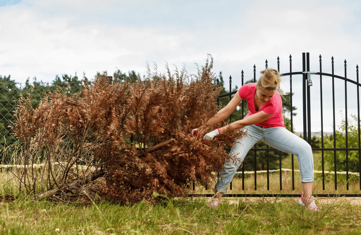 How to Remove a Small Tree