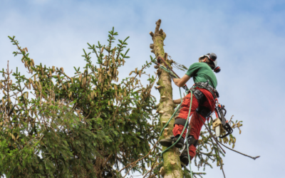 How to Top a Tree Safely: Essential Arborist Tips