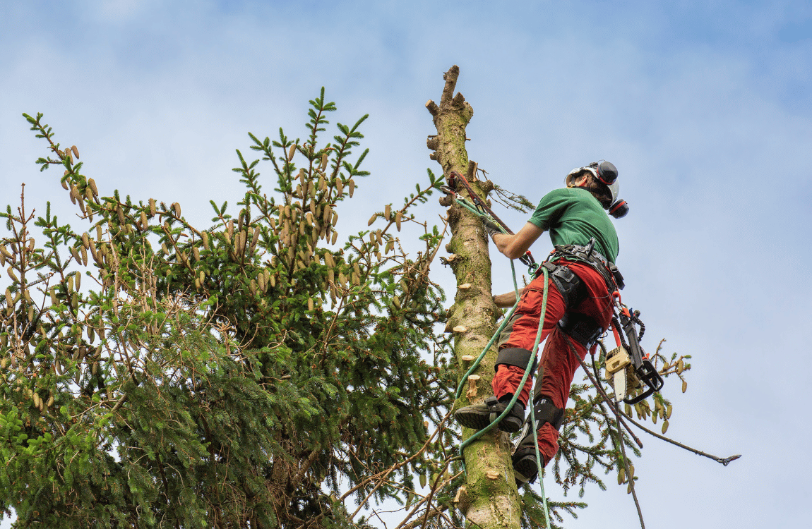 How to Top a Tree