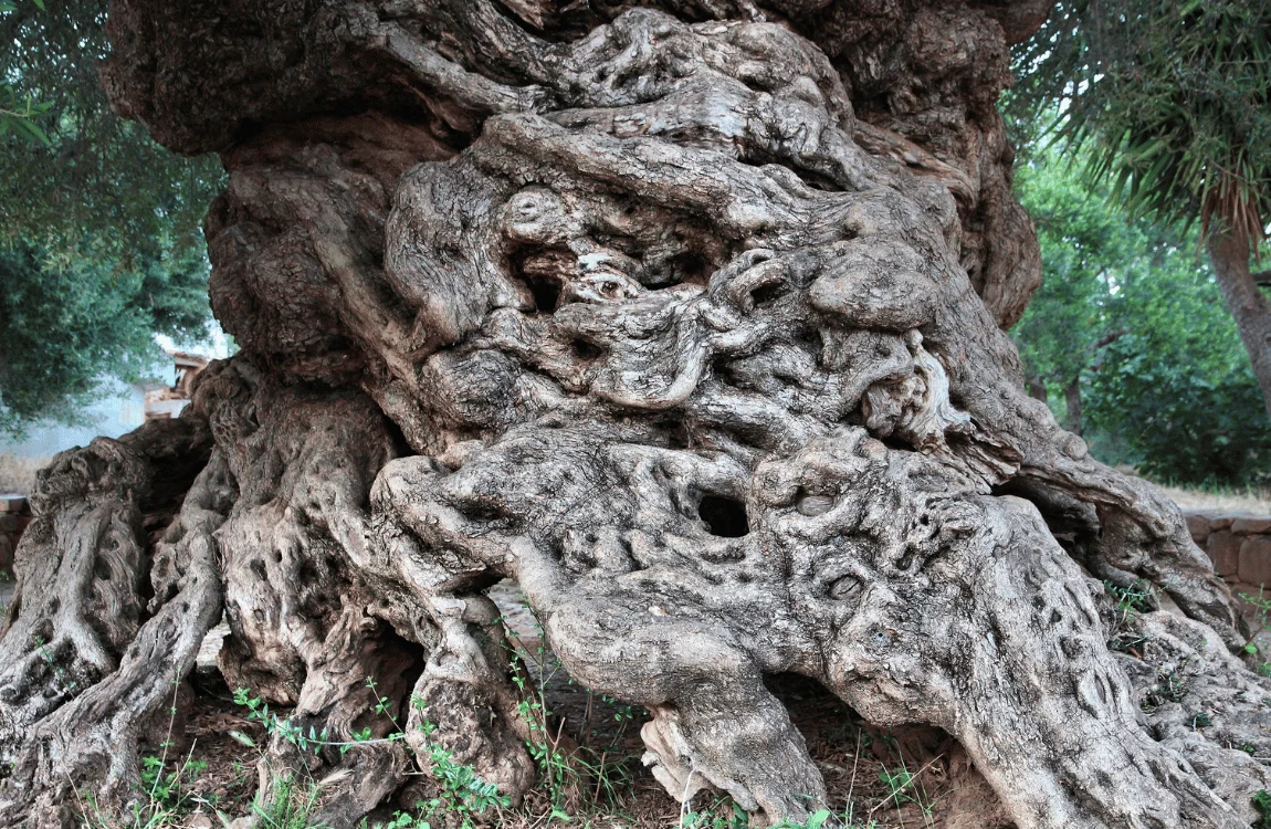 Top 10 Oldest Trees in the World