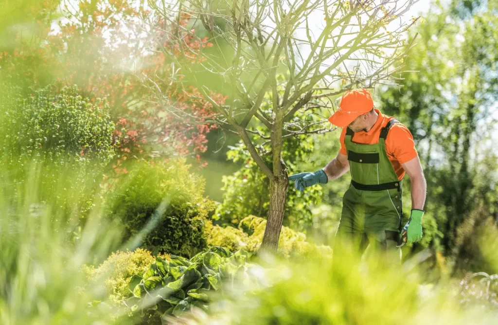 Tree Pruning Nassau County NY