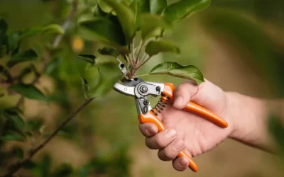 Tree Pruning Nassau County NY: Boost Your Garden’s Health!