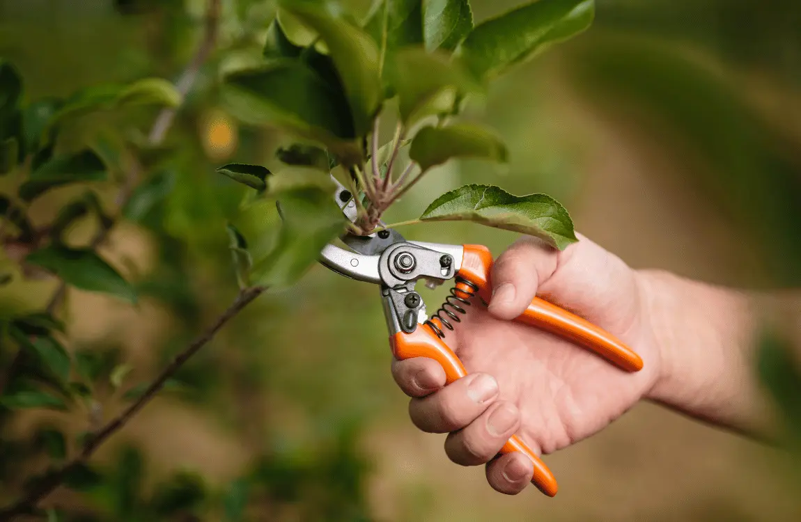 Tree Pruning Nassau County NY