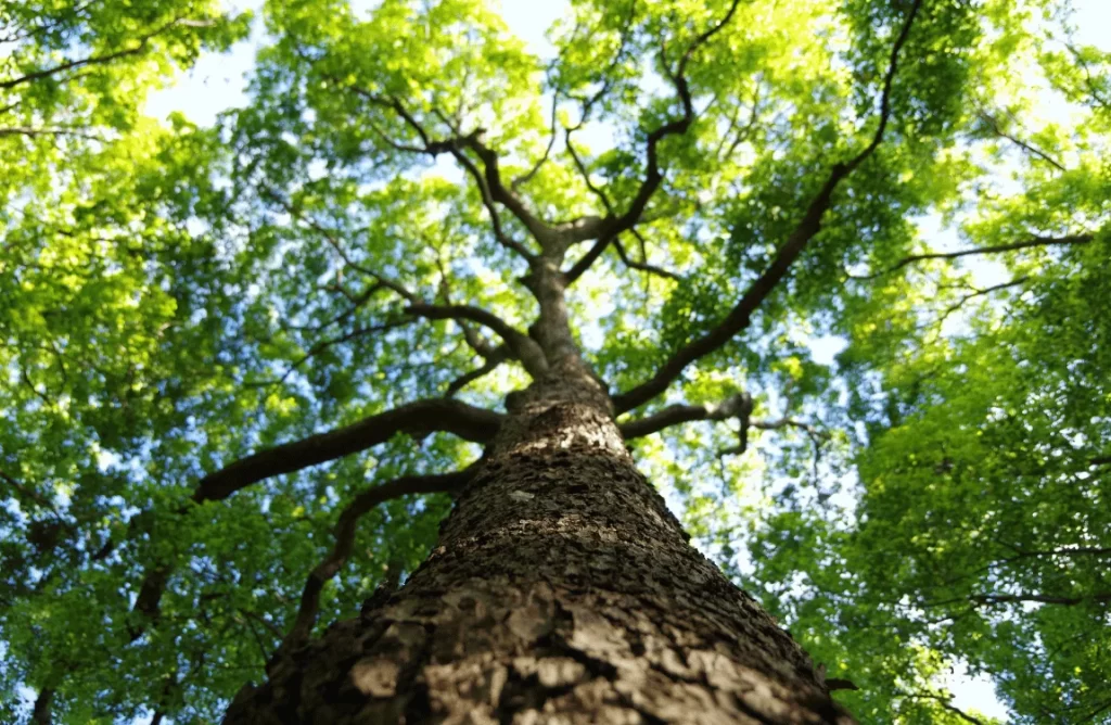 What Time of Year is Best for Tree Service