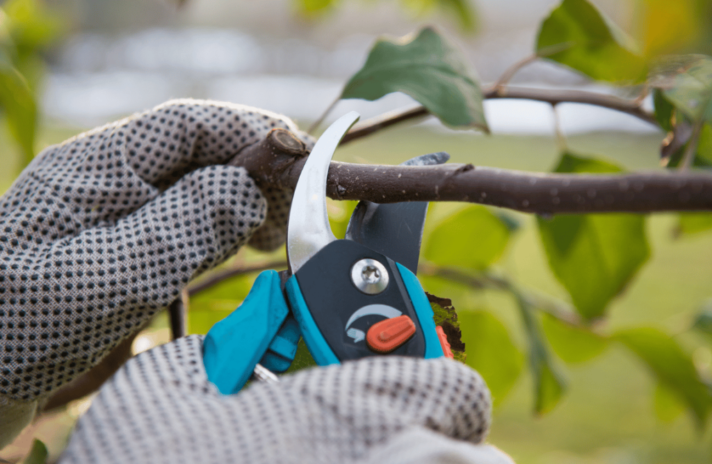 What is Tree Pruning