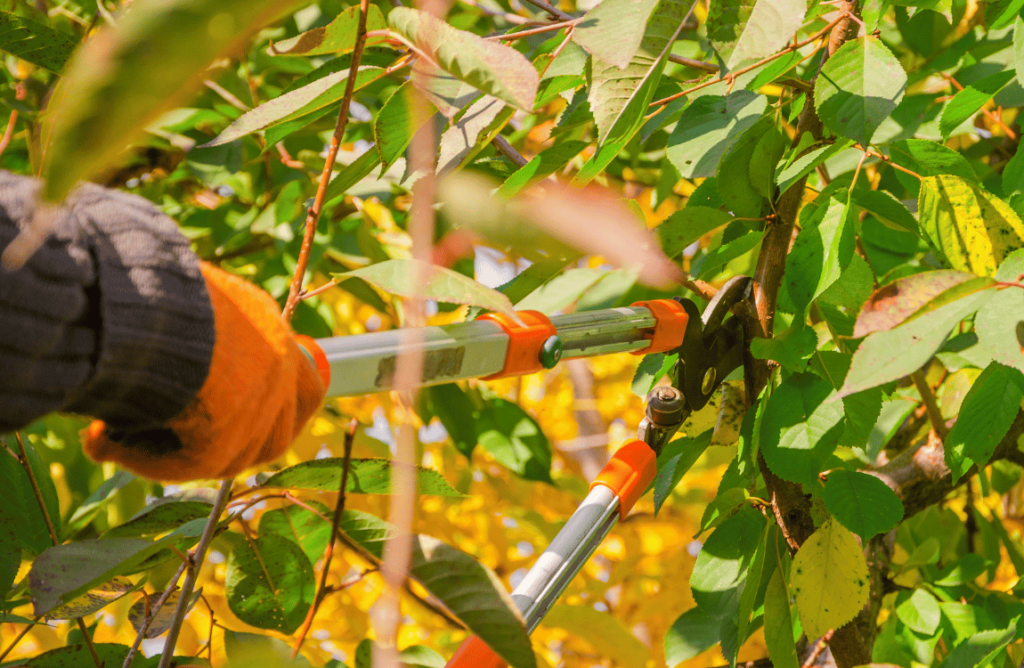 What is Tree Pruning