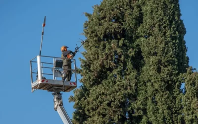 What is Tree Pruning?: Essential Guide to Healthy Trees