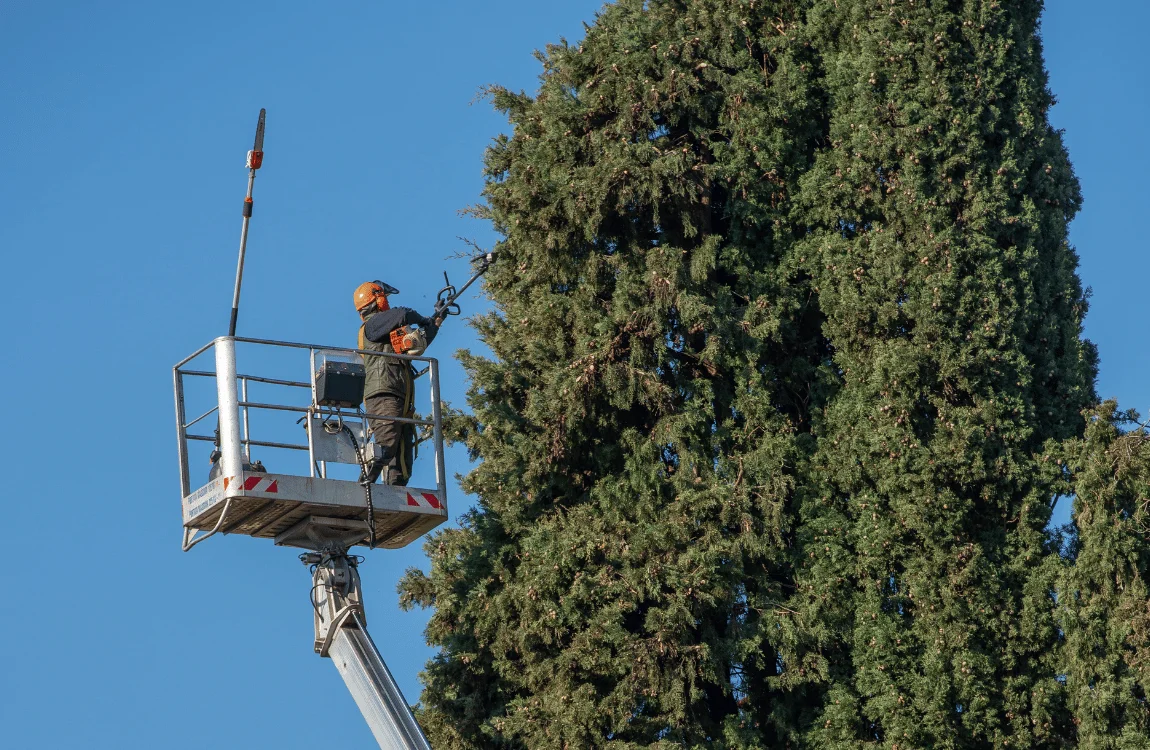 What is Tree Pruning