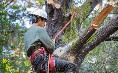 What is Tree Topping? Unveil the Truth Behind It