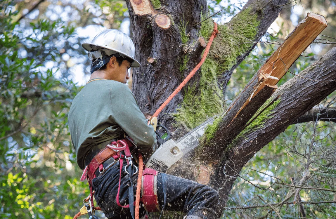 What is Tree Topping