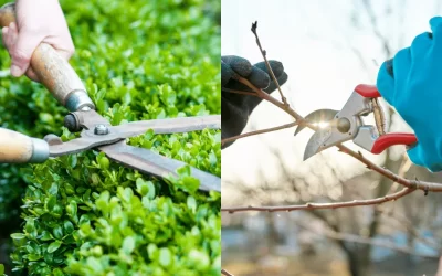 What is the Difference between Tree Trimming And Pruning?: Unveiled Secrets