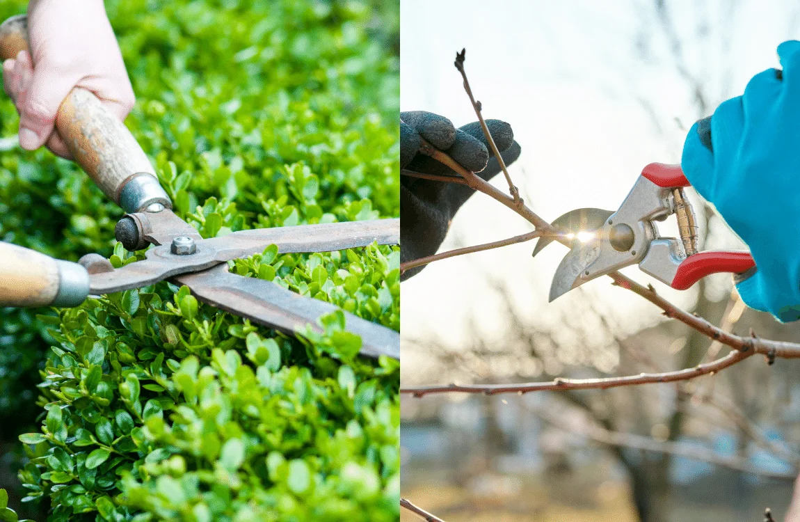 What is the Difference Between Tree Trimming and Pruning