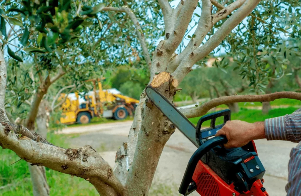 What is the Difference Between Tree Trimming and Pruning