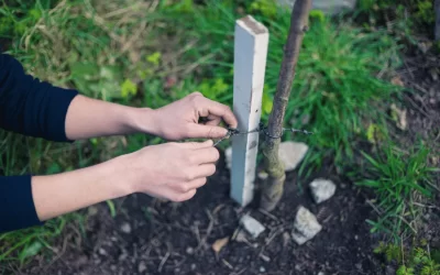 When to Remove Tree Stakes: Optimal Timing Tips