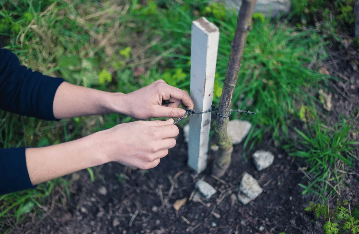 When to Remove Tree Stakes