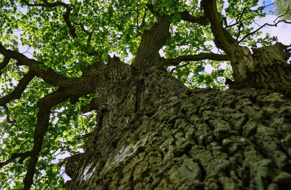 What Time of Year is Best for Tree Service