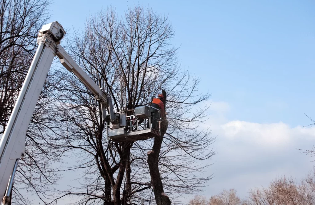 Will Pruning a Tree in Summer Kill It