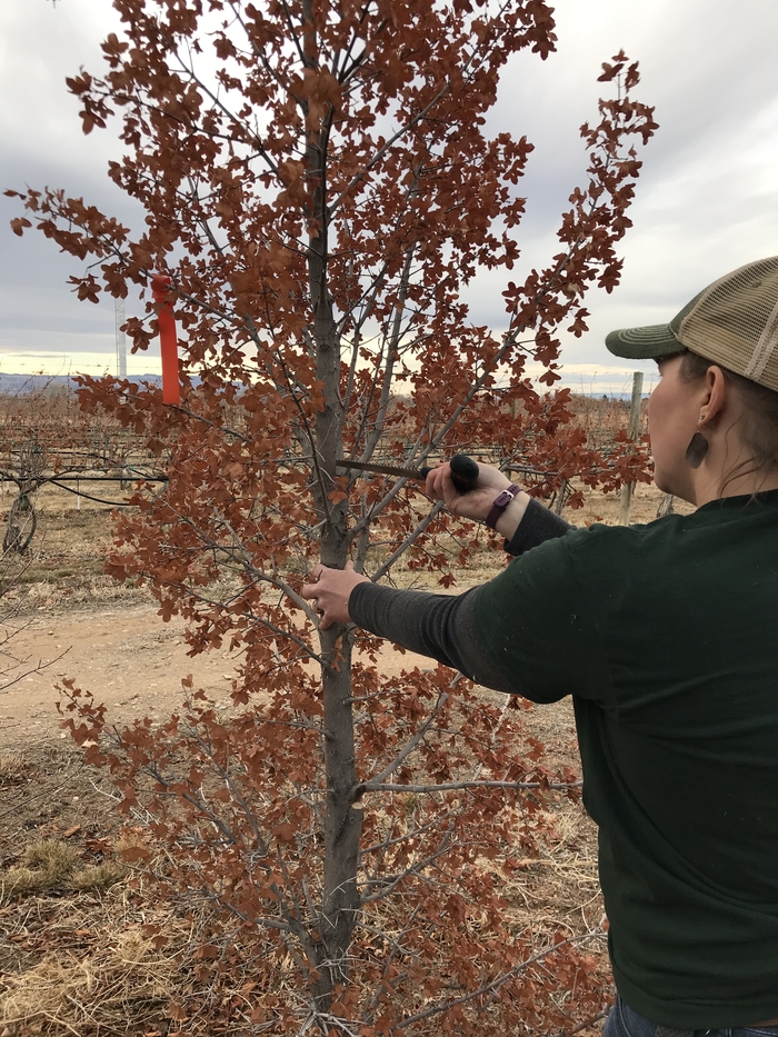 When to Trim Maple Trees