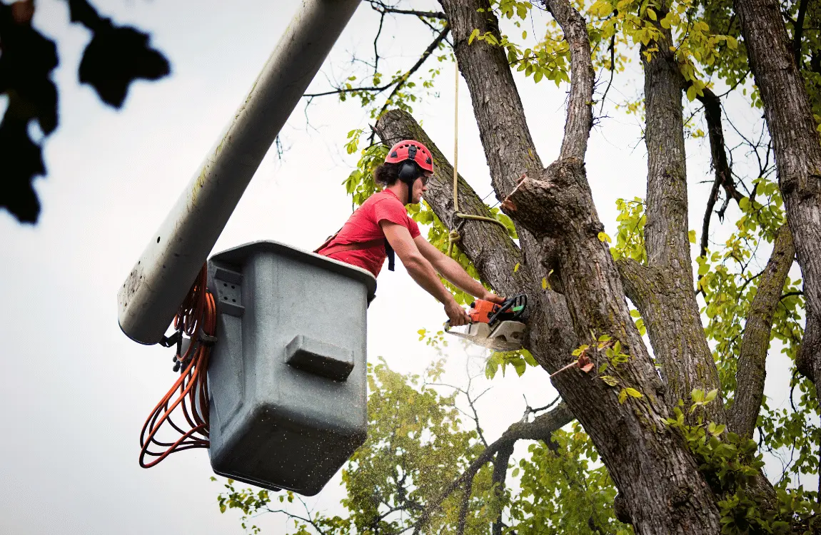 expert tree service